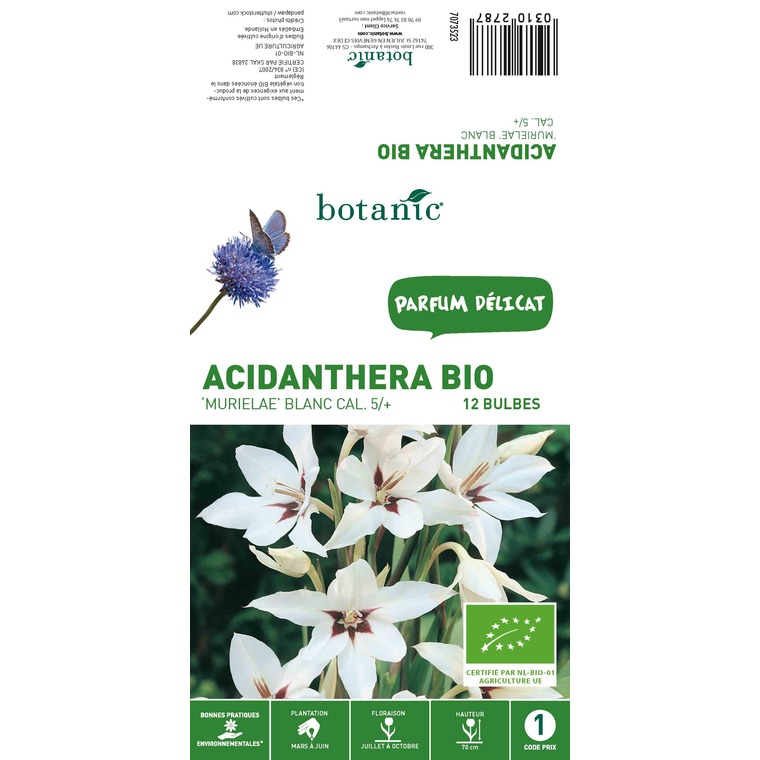 12 bulbes d’Acidanthera Muriela BIO blanc
