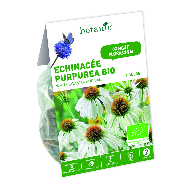 Bulbe d’Echinacee Purpurea White Swan BIO – Blanc