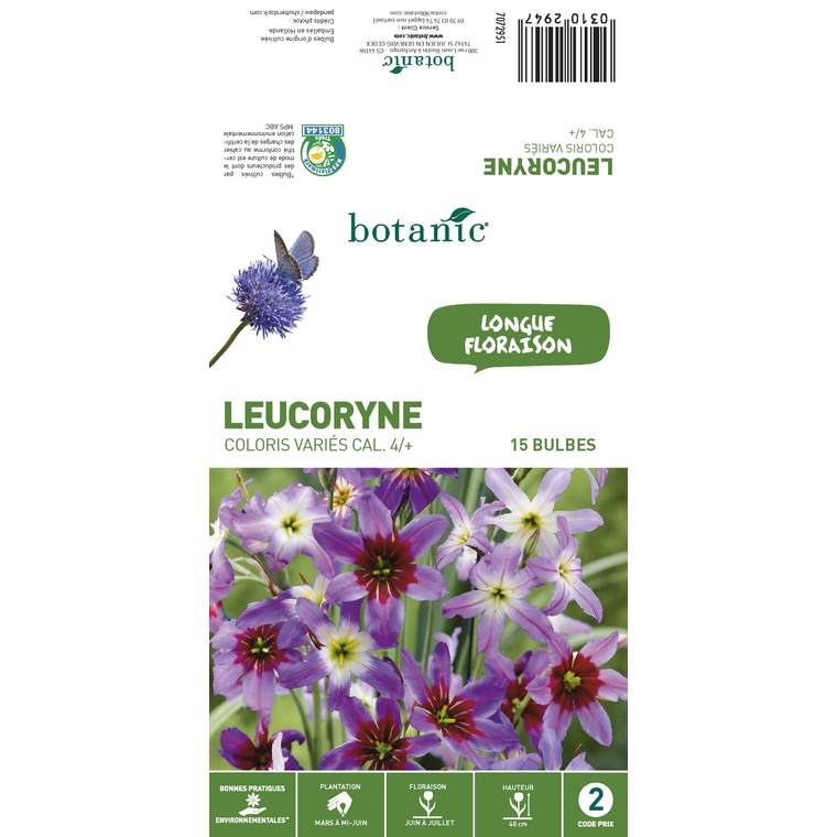 15 bulbes de Leucocoryne Purpurea Mélange – Couleurs variées