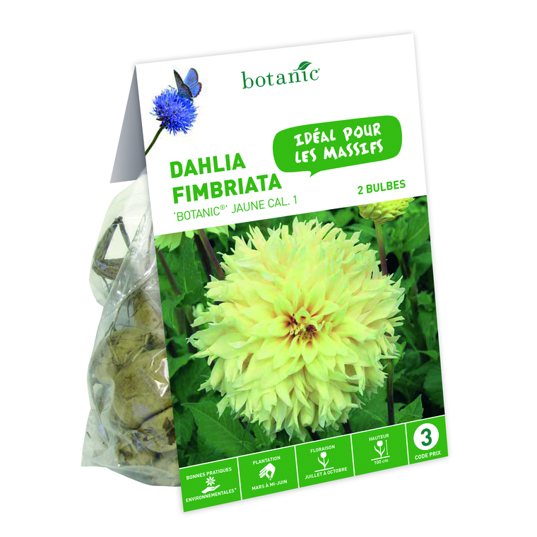 2 bulbes de Dahlia Crispa Botanic Jaune