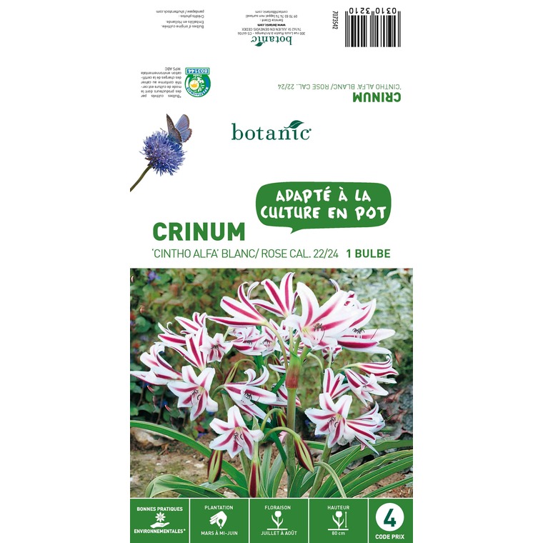 Bulbe de Crinum Cintho Alfa – Blanc/Rose