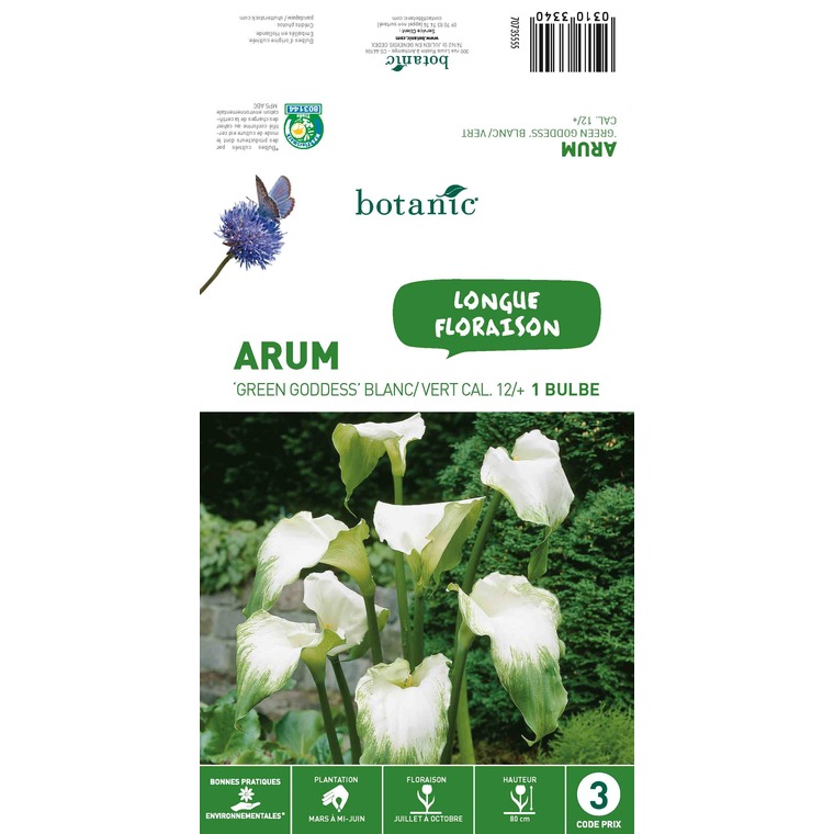 Bulbe d’Arum Green Goddess – Blanc/Vert