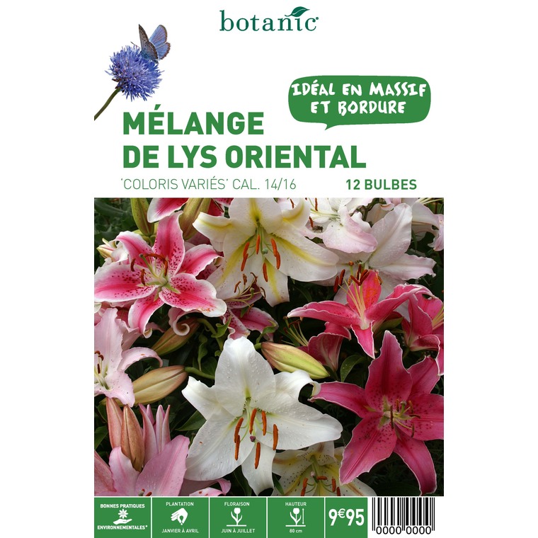 12 bulbes de Mélange de Lys Oriental en panier – Couleurs Variées