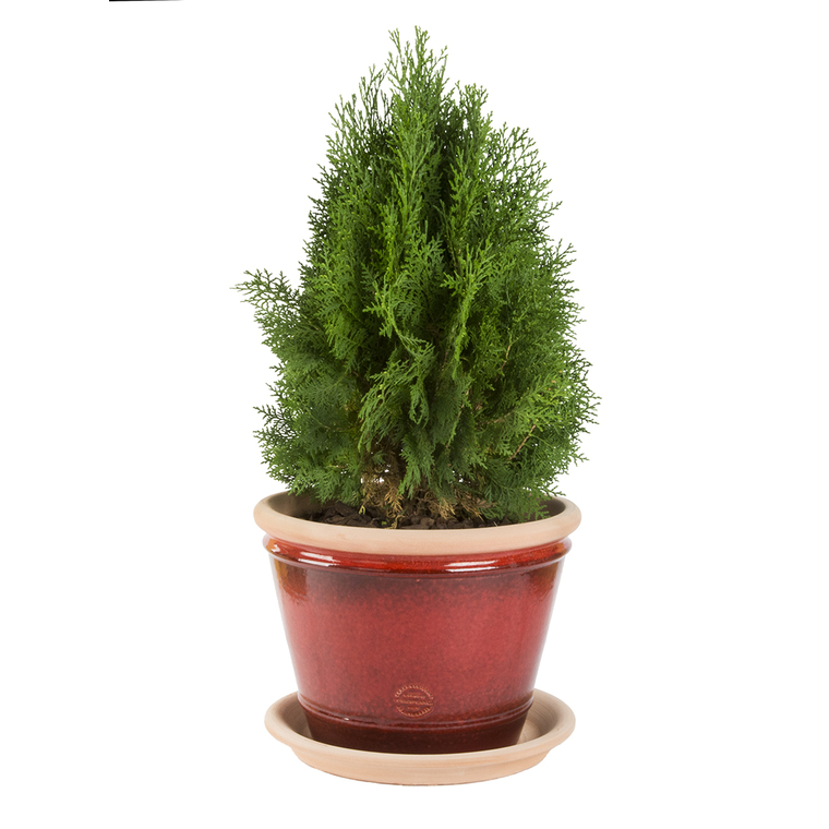 Pot Cocio Rouge Candy en terre cuite - D43 x H32