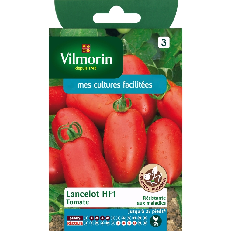 Tomate lancelot HF1
