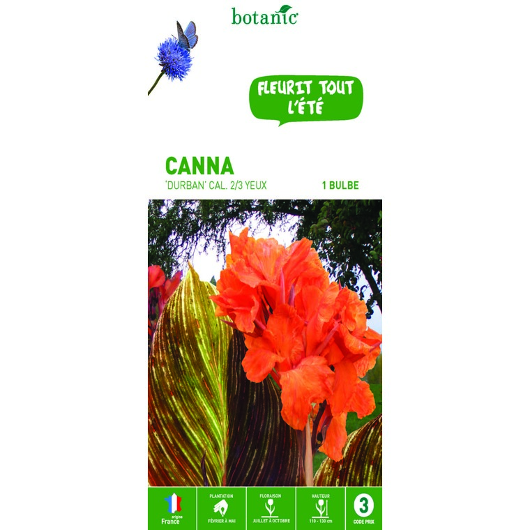 Canna Durban orange au feuillage brun strié - 1 bulbe Calibre 1
