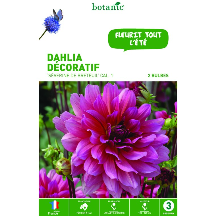 Dahlia décoratif Séverine de Breteuil mauve - 2 bulbes calibre 1
