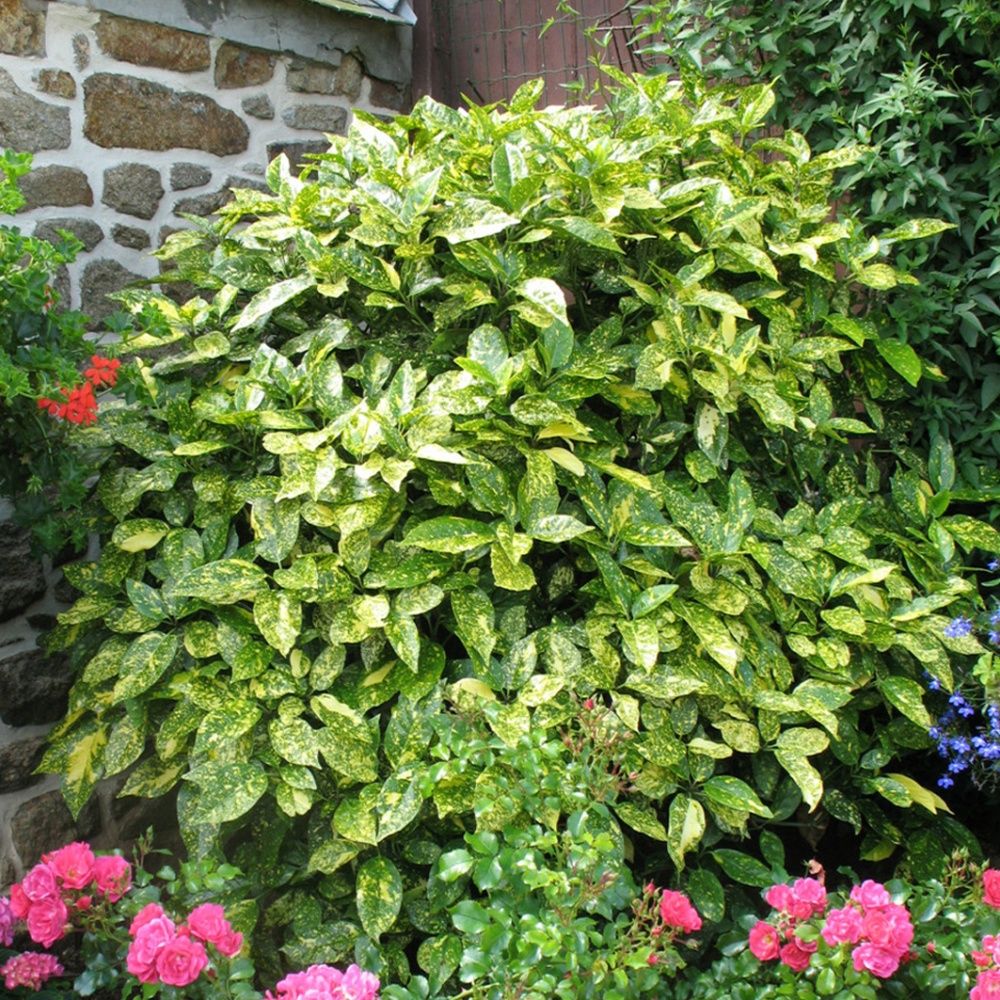 Aucuba du japon 'Crotonaefolia'