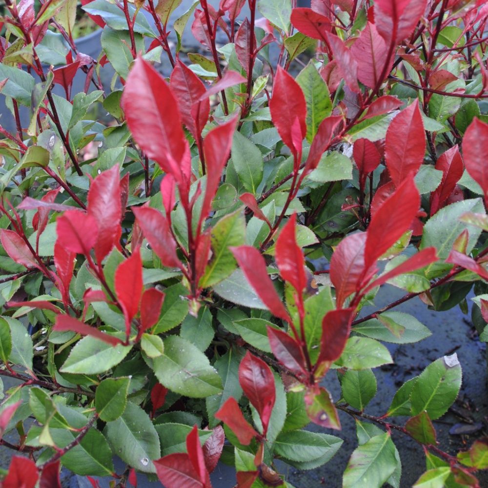 Photinia nain Little Red Robin