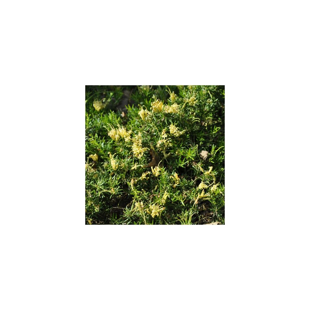 Grévilléa 'Aurea'