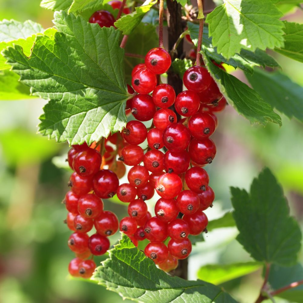 Groseillier à grappes rouges 'Junifer'