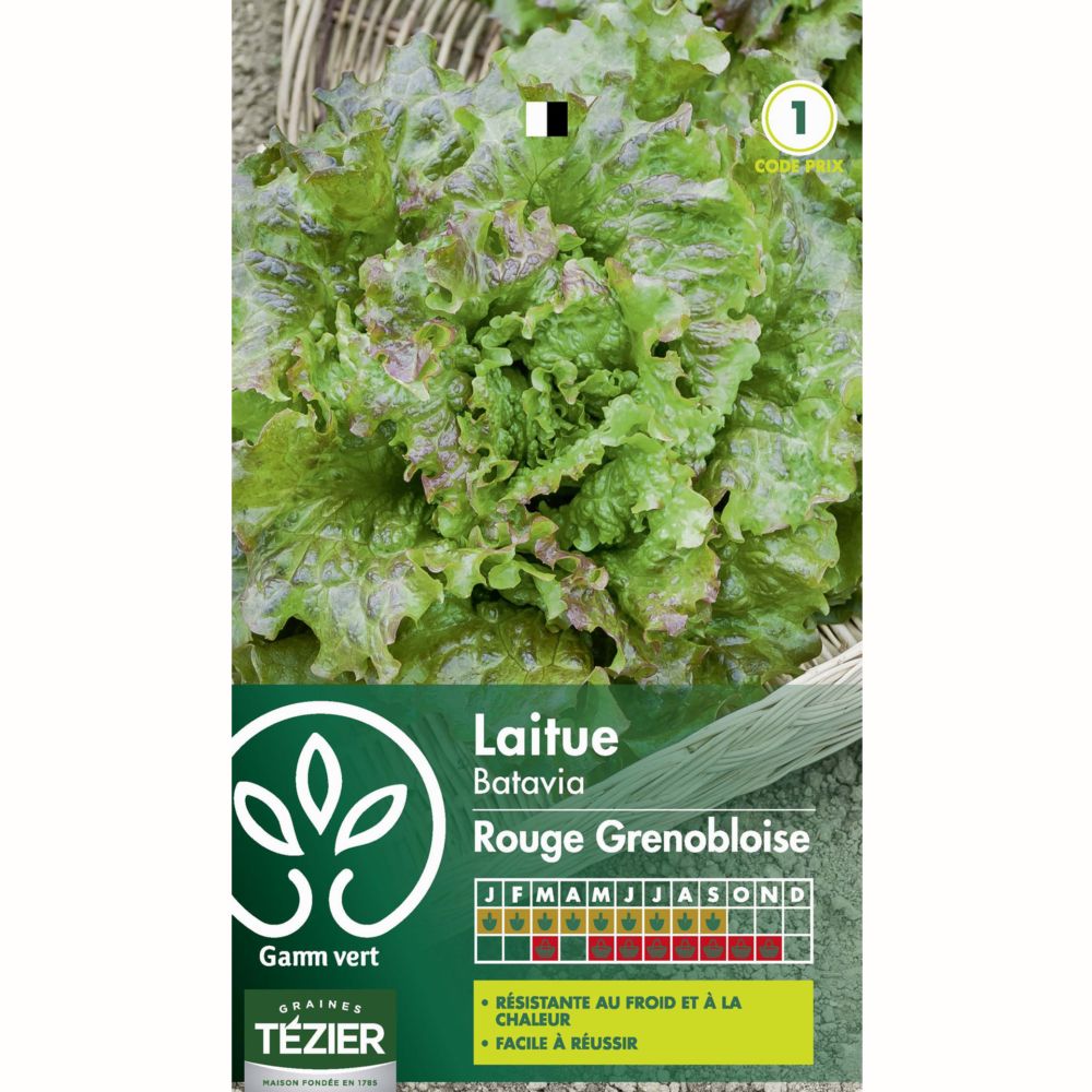 Laitue Batavia rouge Grenobloise