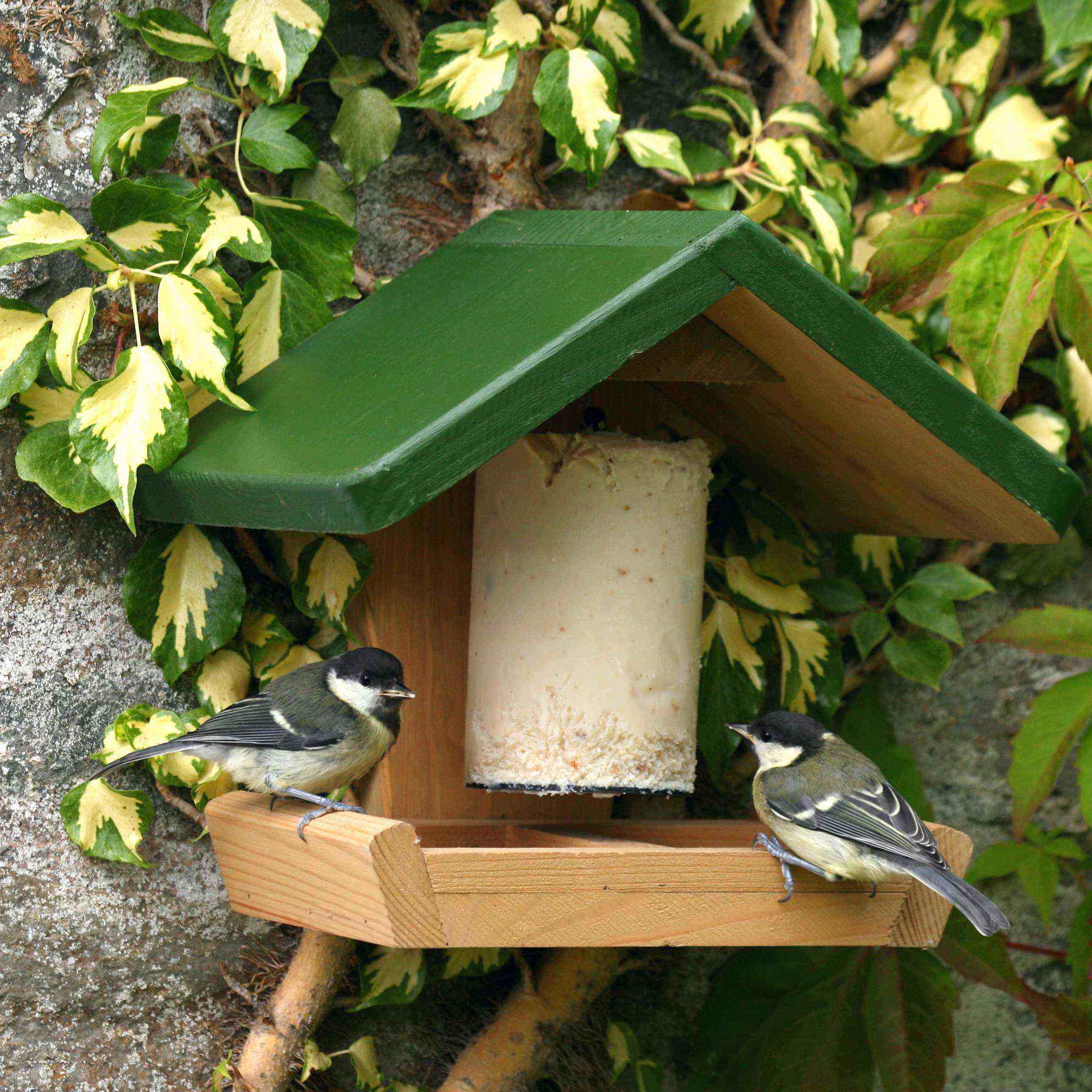Mangeoire murale pour cake aux cacahuètes