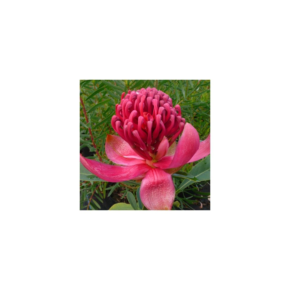 Telopea 'Emperor's Torch'