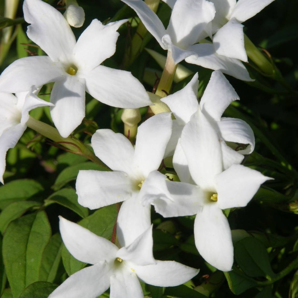 Jasmin d'été ou officinal