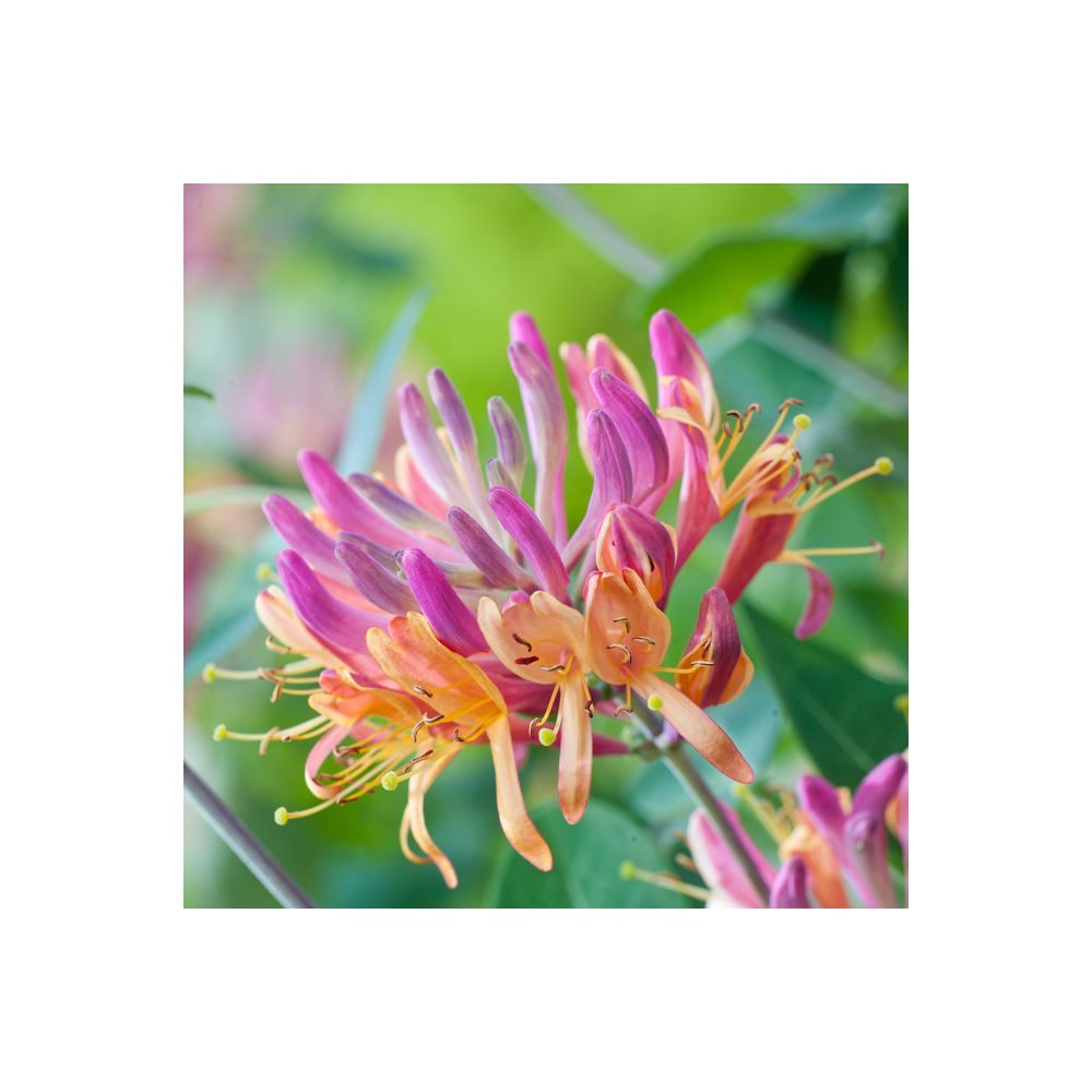 Chèvrefeuille 'Goldflame'