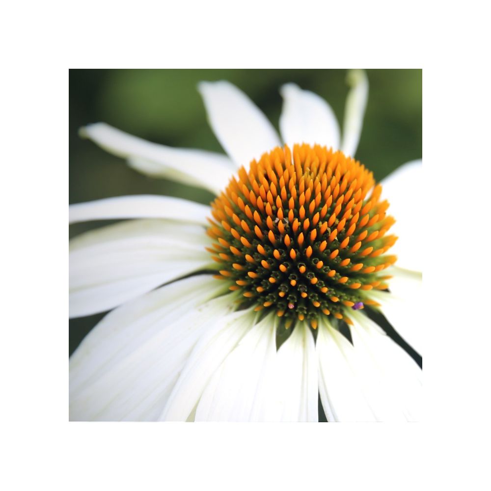 Echinacea Pow Wow White