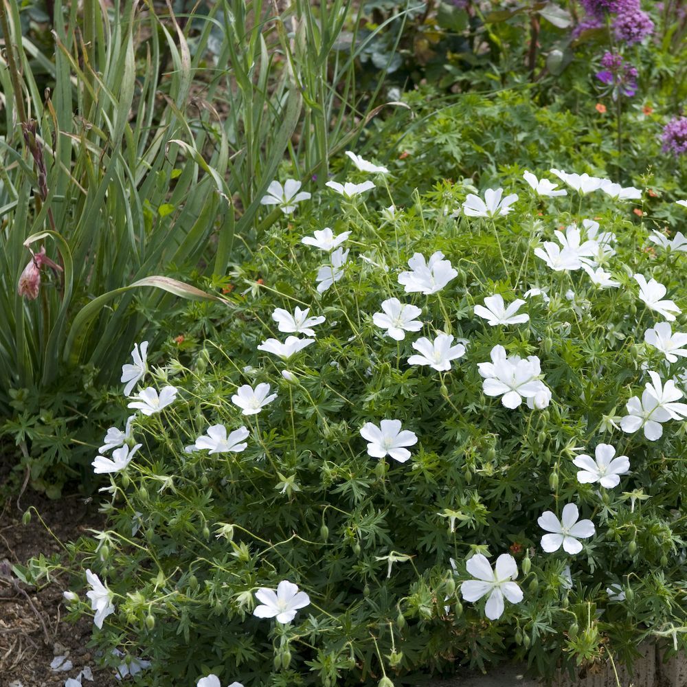 Geranium sanguineum album