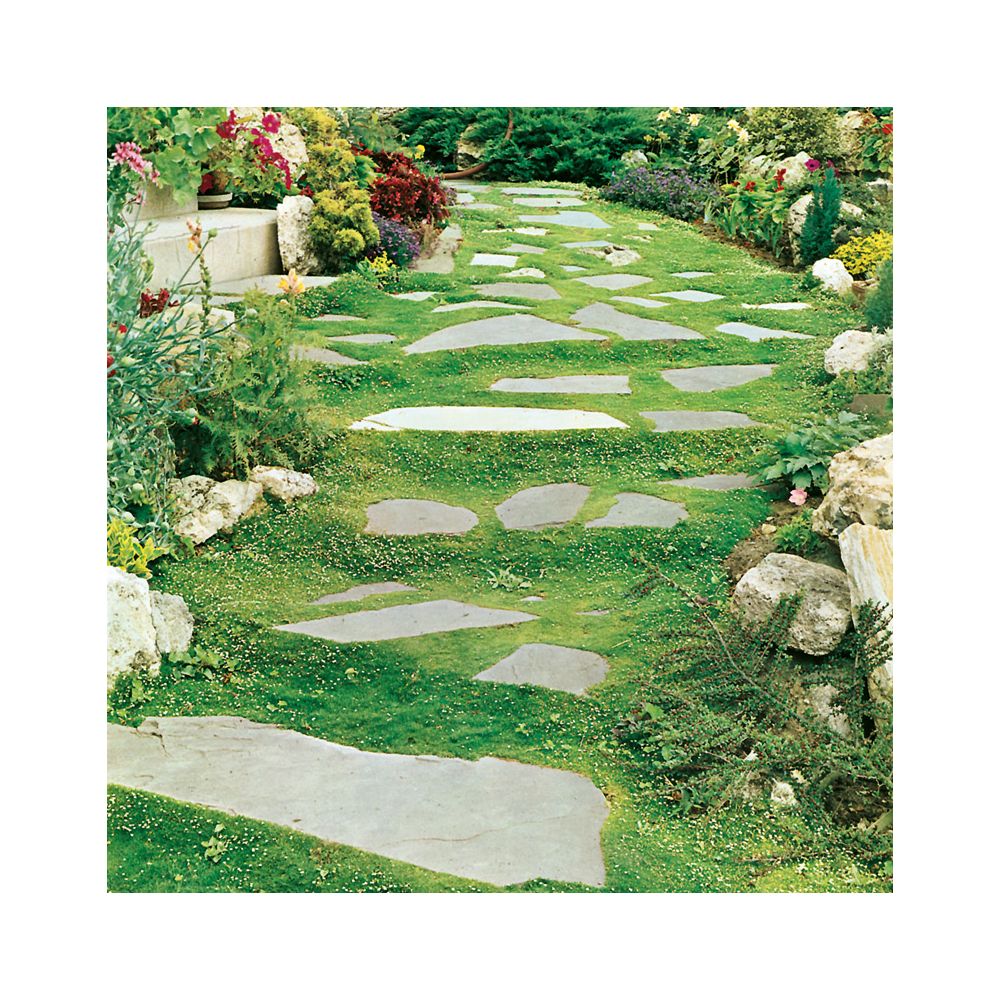 Sagine - Sagina subulata