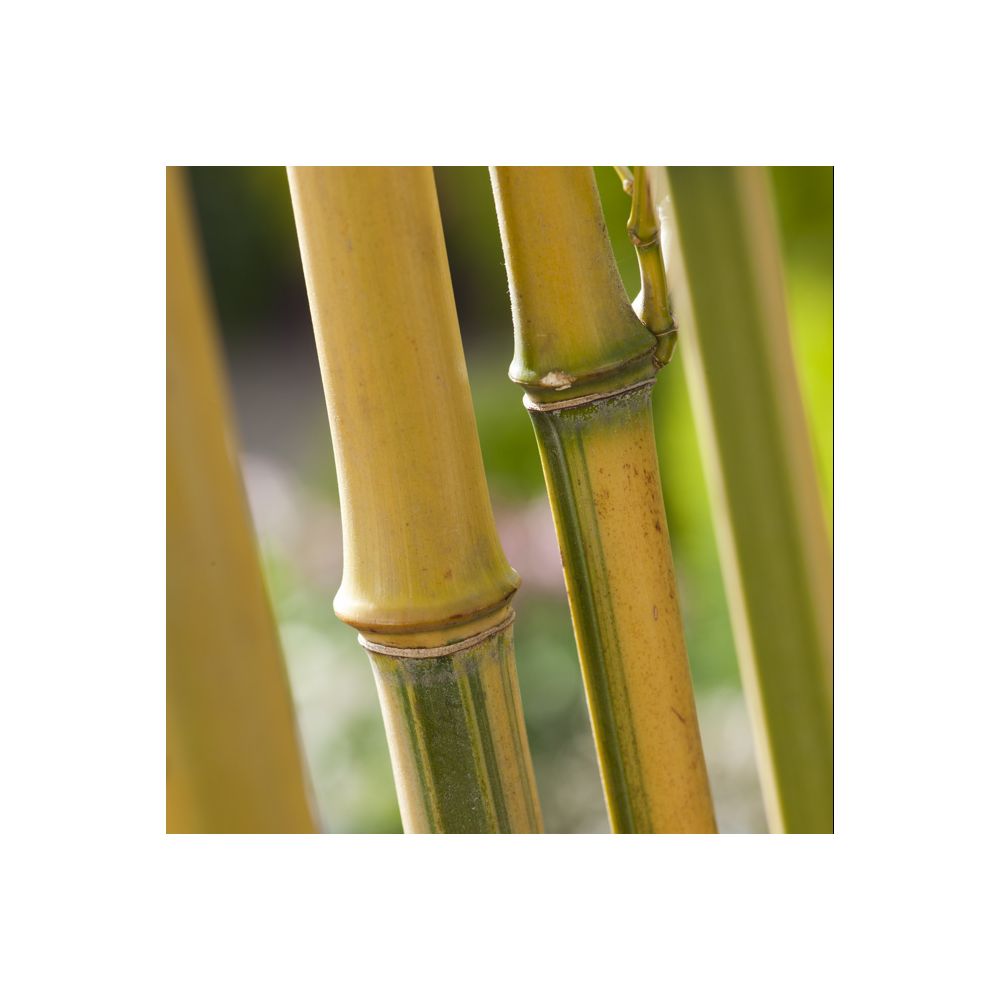 Bambou moyen : Phyllostachys aurea