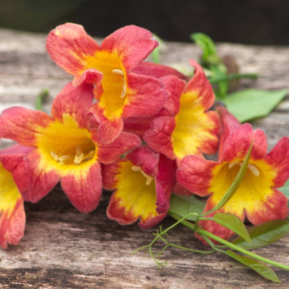 Bignone 'Tangerine Beauty'