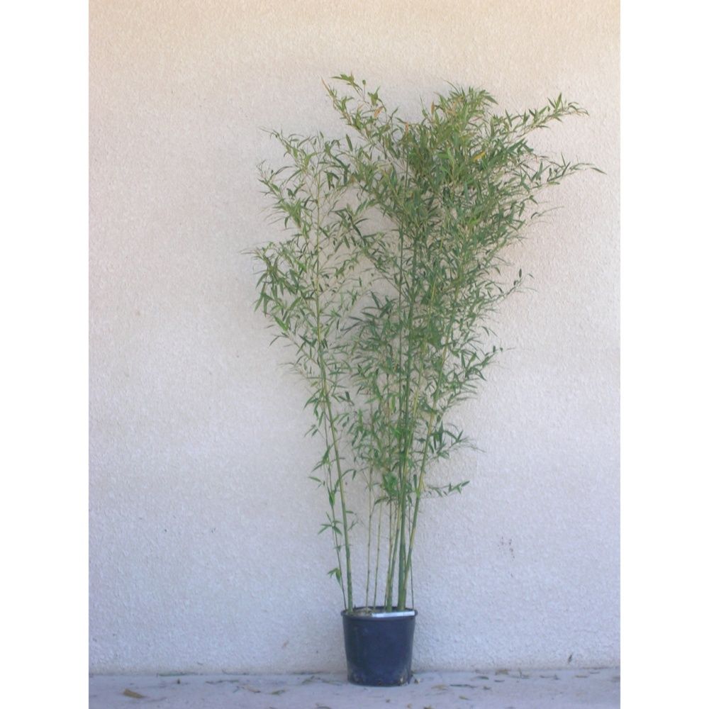 Bambou moyen : Phyllostachys aurea 'Flavescens inversa'
