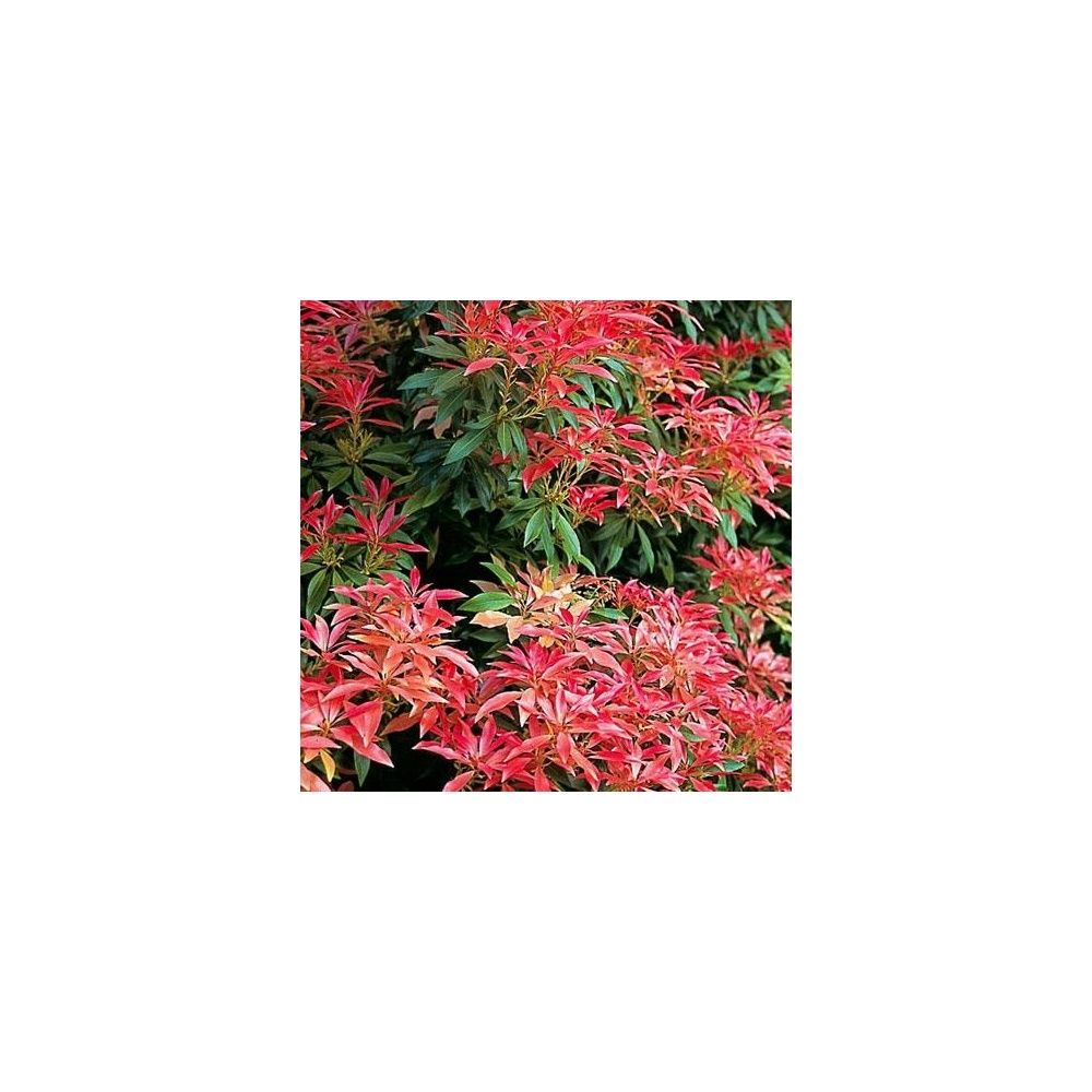 Pieris 'Forest Flame'