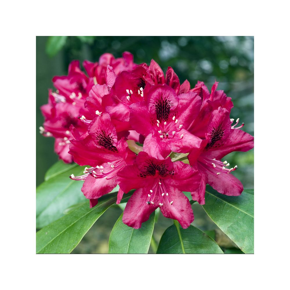 Rhododendron 'Nova zembla'