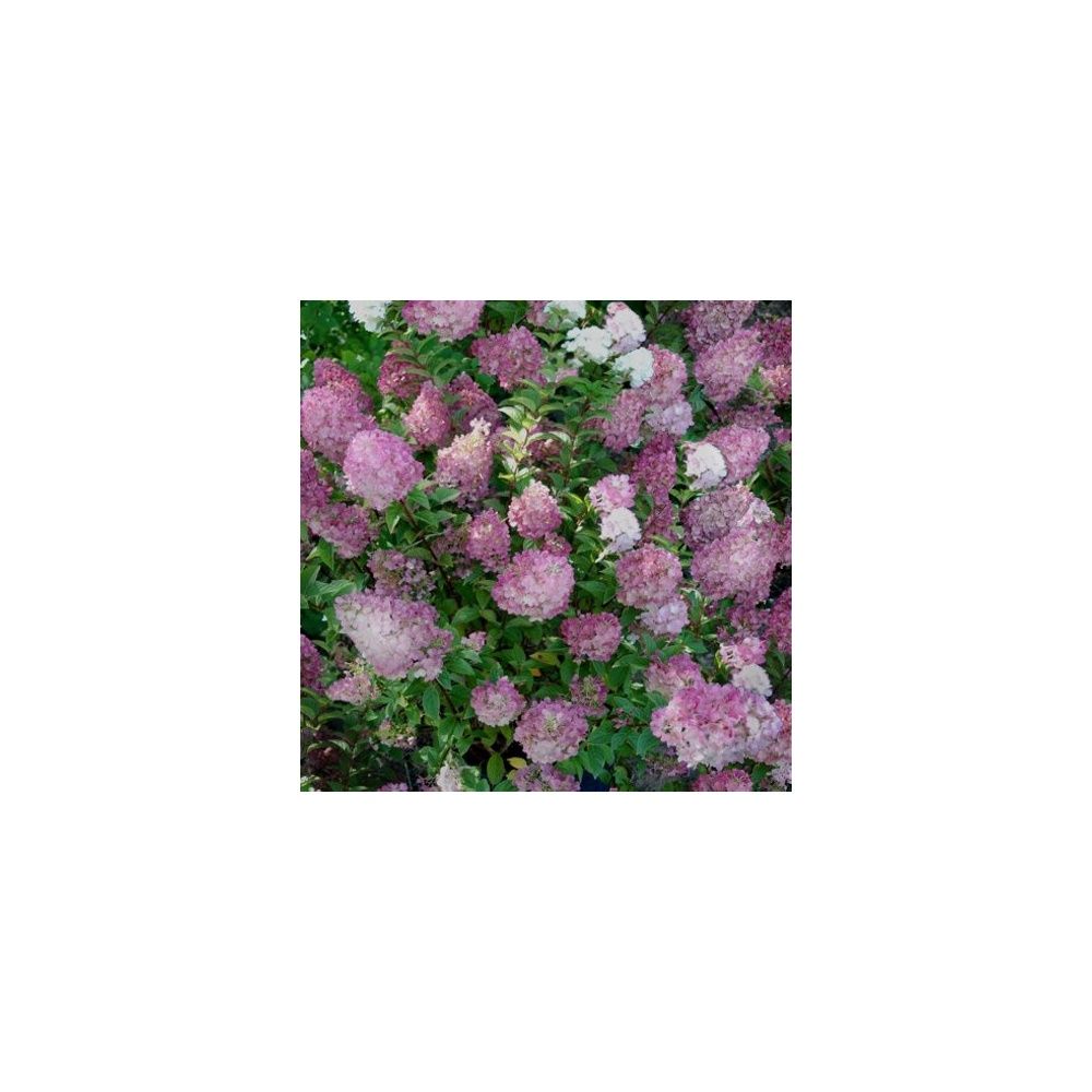 Hortensia paniculata 'Sundae Fraise'®