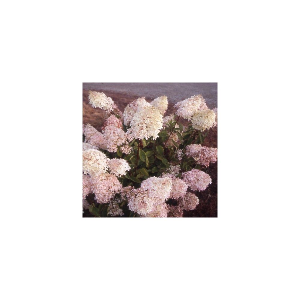 Hortensia paniculata 'Phantom'