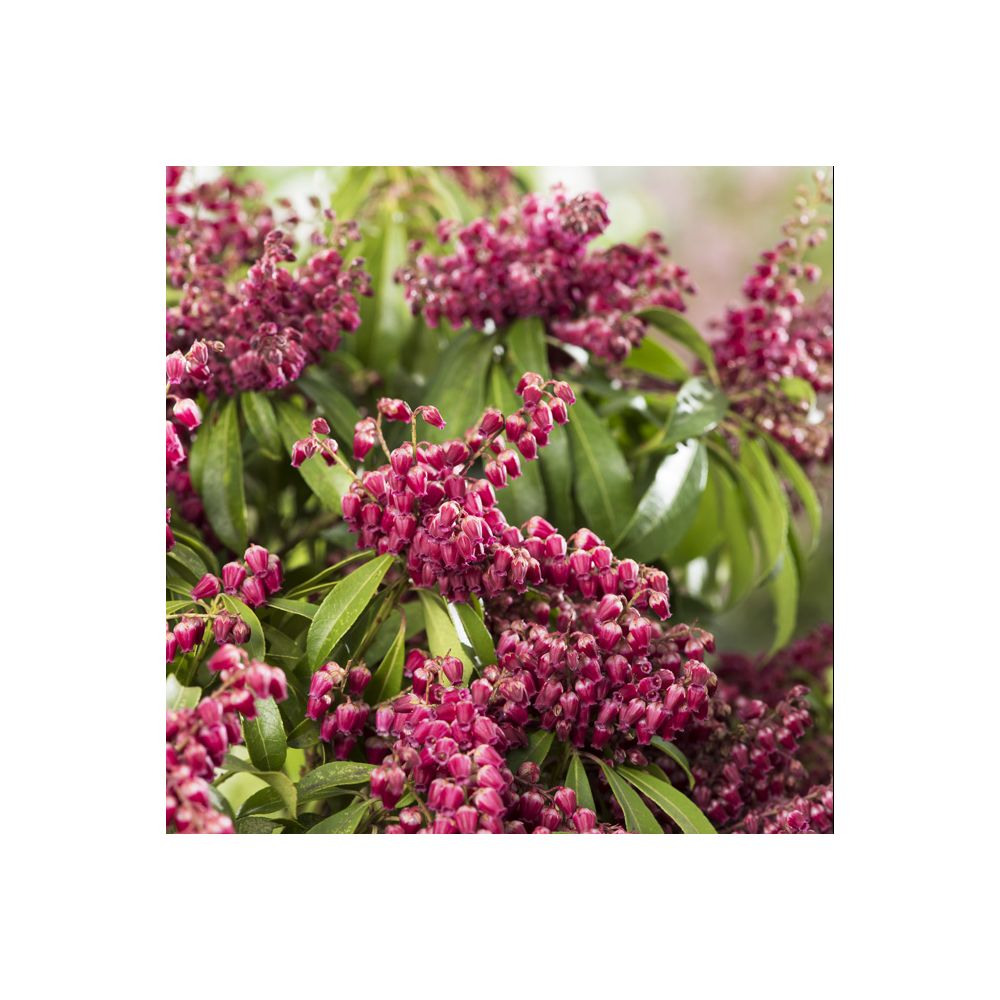 Pieris 'Passion'®