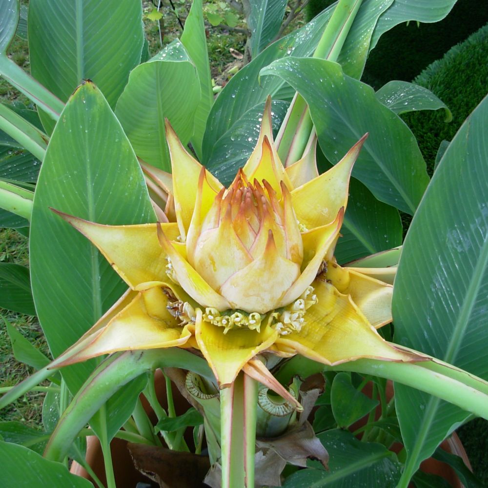 Bananier Lotus d'Or - Bananier nain