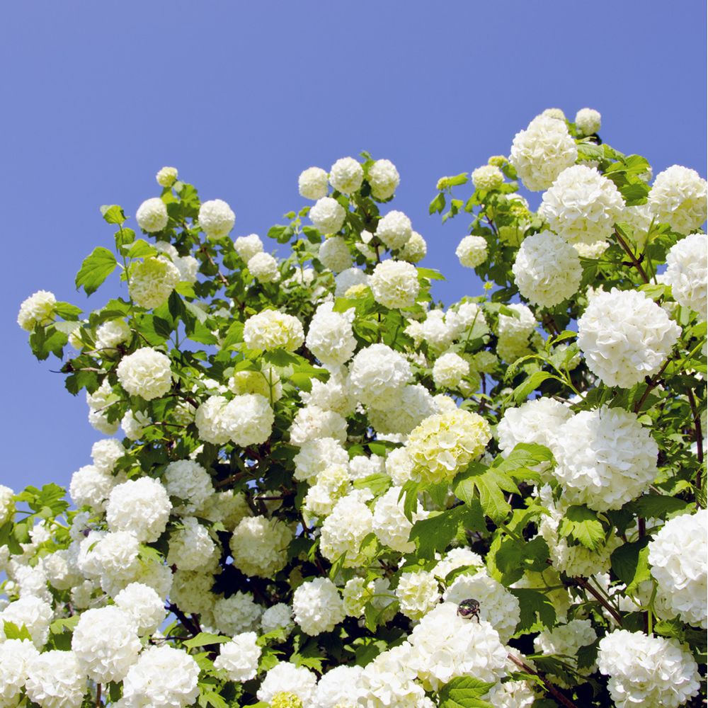 Viorne ou Viburnum Boule de neige 'Roseum'