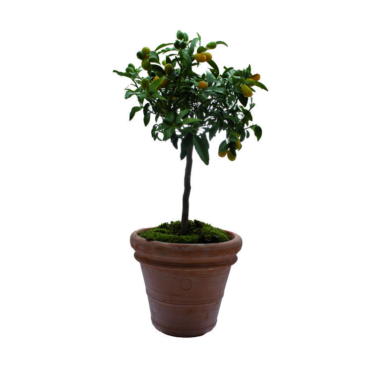 Pot Toscane en terre cuite claire  - Ø91 x H71