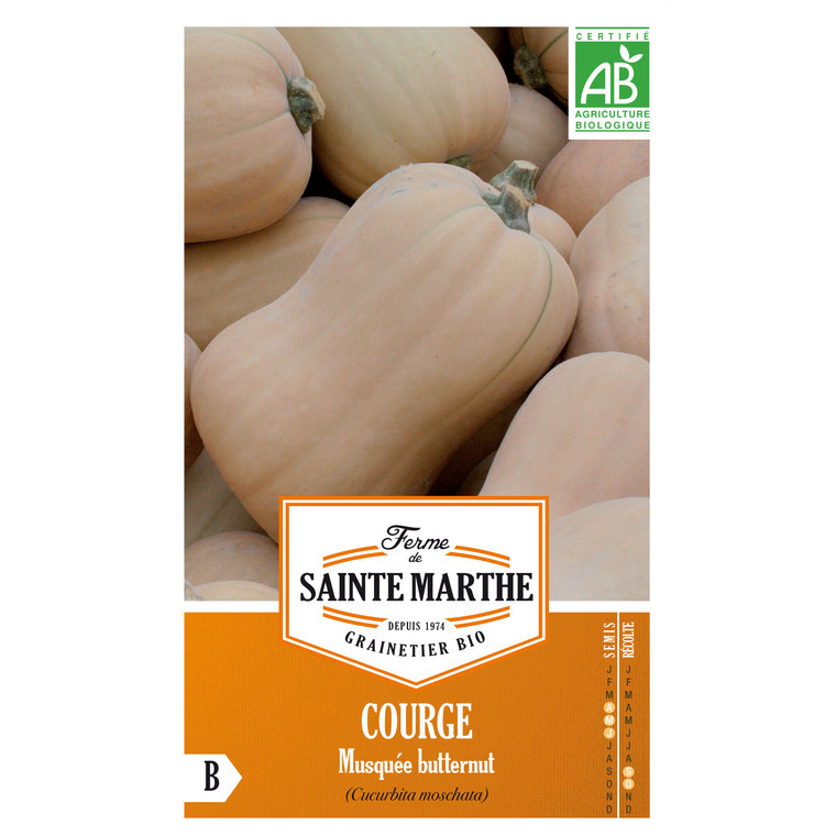 Courge Musquée Butternut