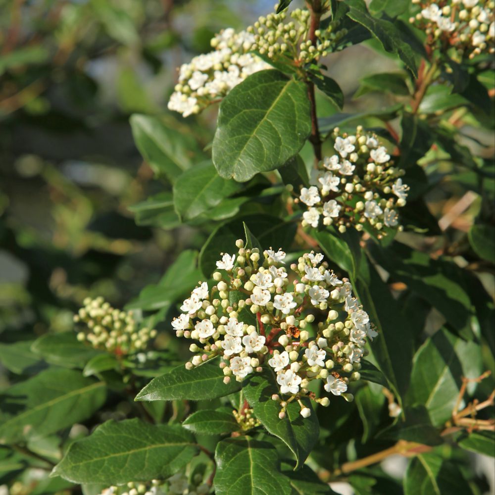 Laurier tin - Viburnum tinus