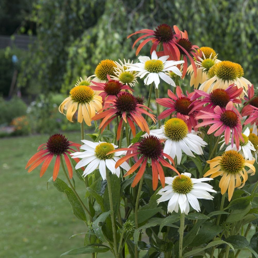 Rudbeckia 'Cheyenne Spirit'