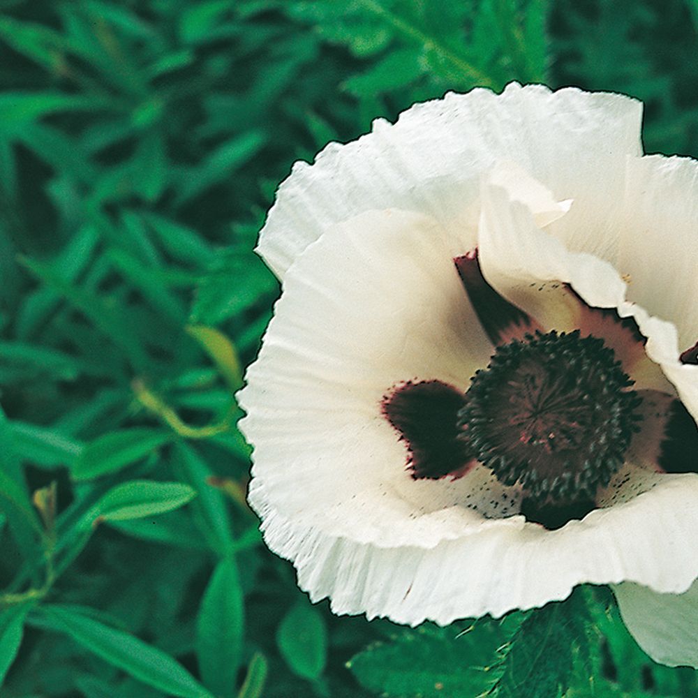 Papaver orientalis royal wedding