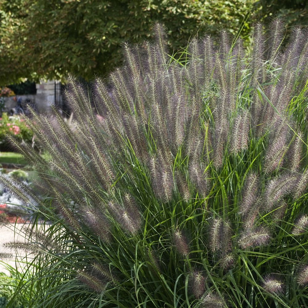 Graminée : Pennisetum 'Moudry'