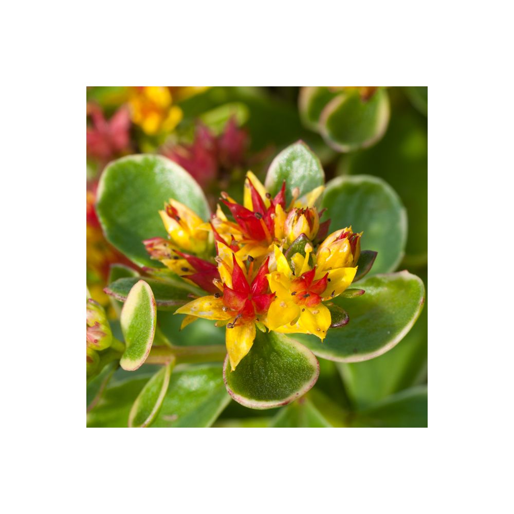 Sedum kamtschaticum variegatum