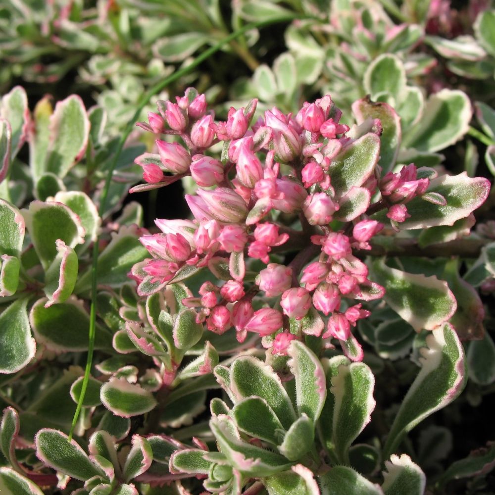 Sedum spurium variegatum tricolor