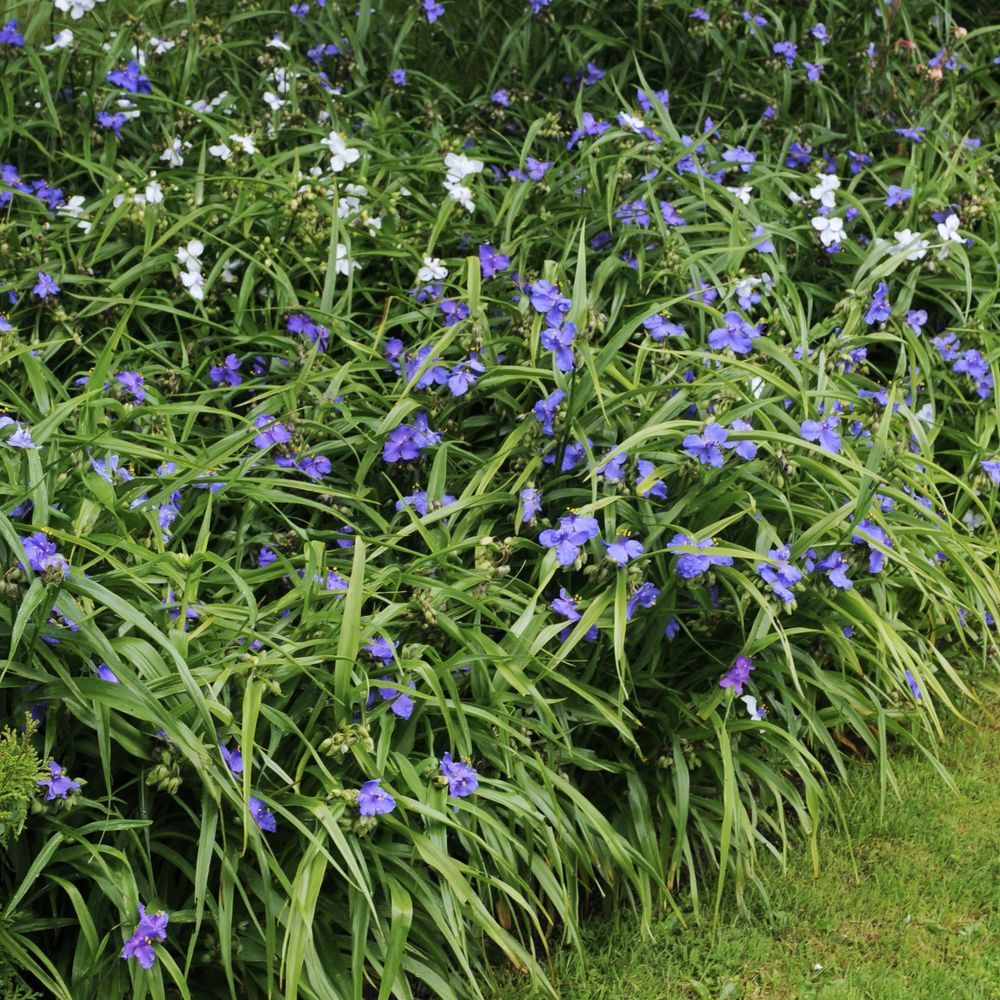 Tradescantia andersoniana bleu clair
