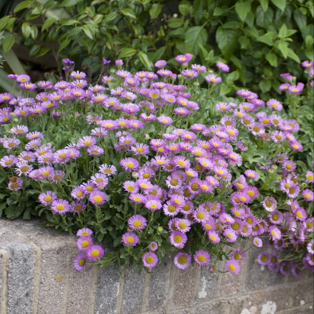 Erigeron leiomerus