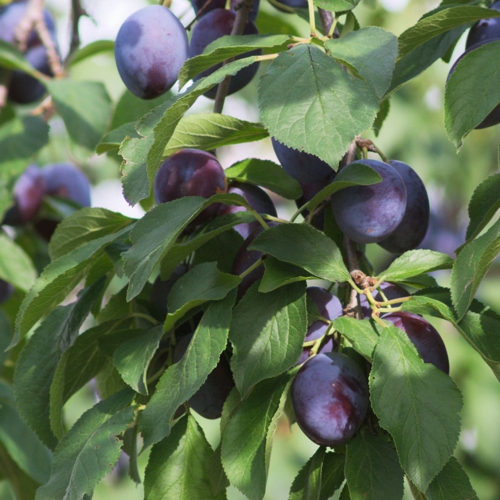 Prunier de balcon 'Plum Me' - Fruit Me®