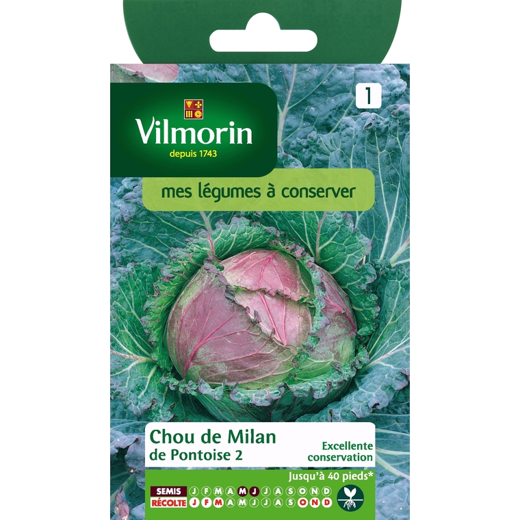 Chou milan de pontoise