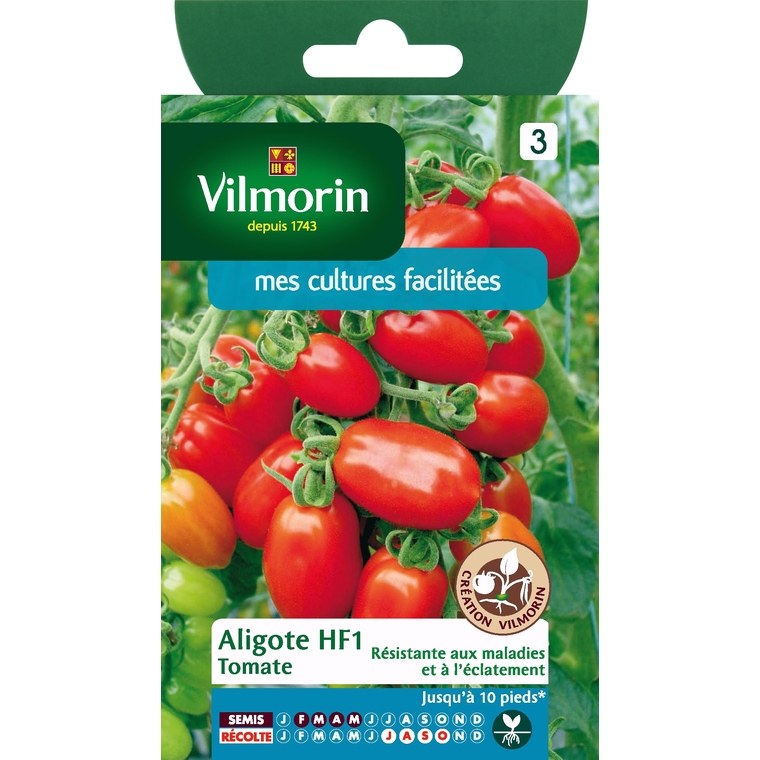 Tomate aligote