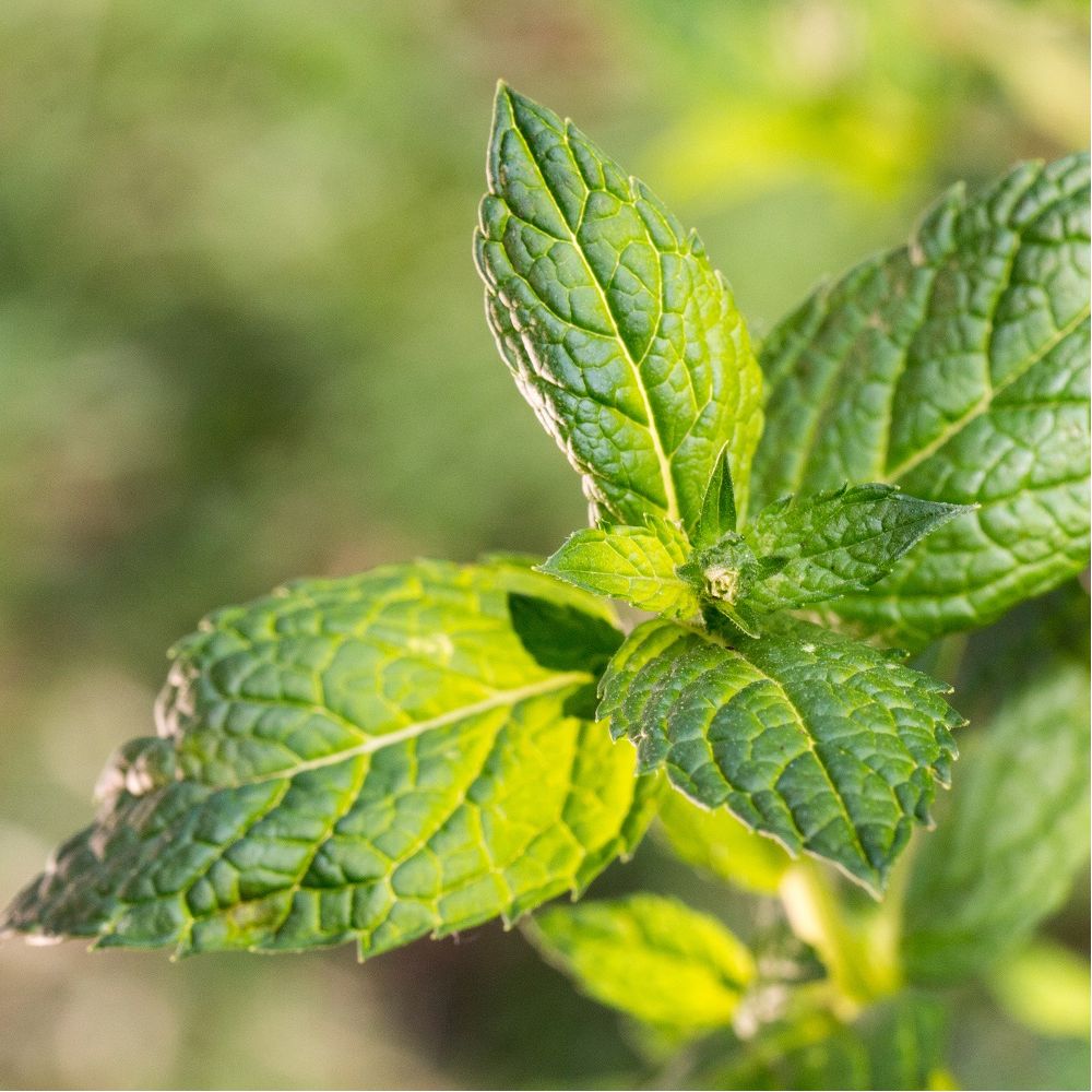 Menthe marocaine