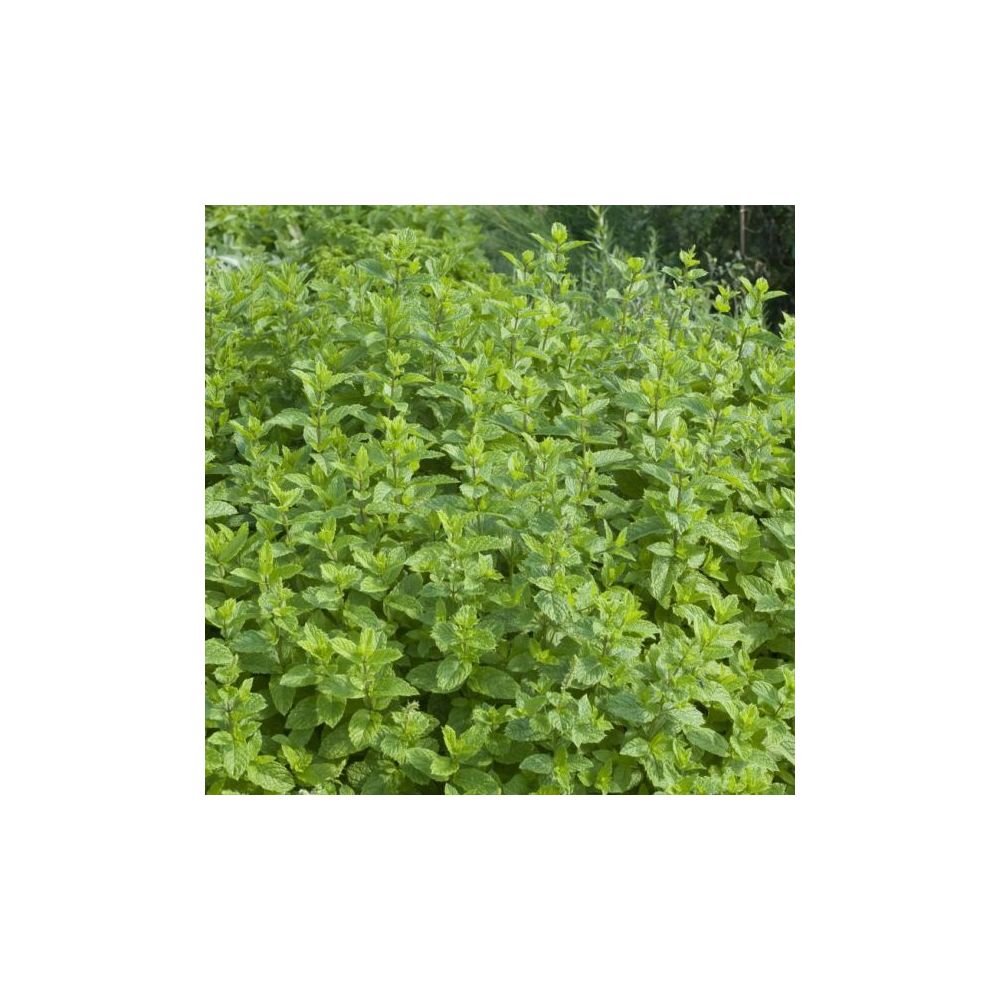 Menthe verte
