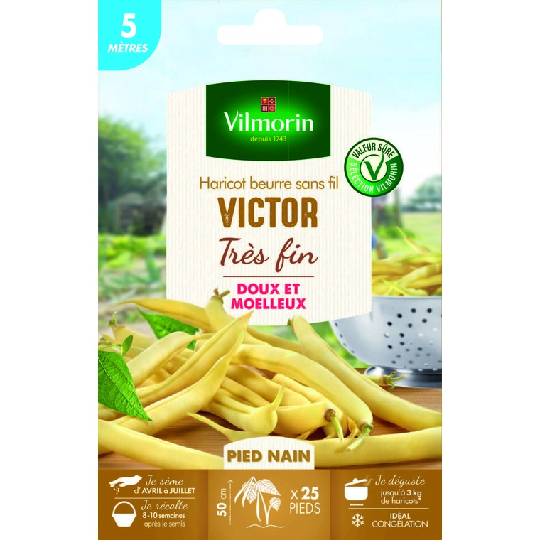 Semences pour haricot nain de la variété victor - 5 m