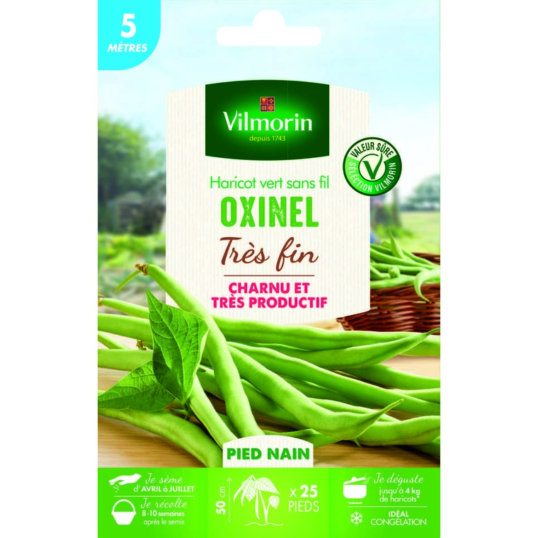Semences pour haricot nain de la variété oxinel - 5 m